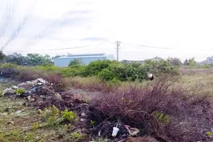 Giăng lưới tận diệt chim trời