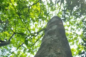 Độc lạ những “đại lão" mai vàng 5 cánh giữa rừng già Quảng Trị