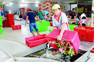 Sơ chế trái thanh long xuất khẩu sang thị trường Trung Quốc tại HTX thanh long Tầm Vu, huyện Châu Thành, tỉnh Long An. Ảnh: VIẾT CHUNG