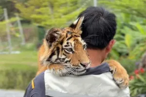 Nghệ An: Cơ quan chức năng yêu cầu chấn chỉnh việc để du khách bồng bế hổ con tại khu du lịch sinh thái