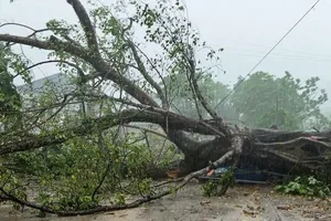 Mây dông quật đổ cây đa cổ thụ ở Hòa Bình, cảnh báo thời tiết nguy hiểm chiều tối 5-5