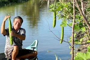 Rau trái mùa hè. Ảnh: ĐỖ TÌNH