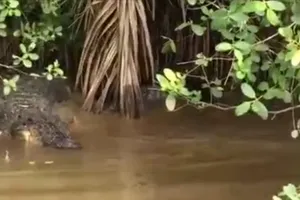 Con cá sấu dài 2 mét nổi trên kênh Tự Chảy. Ảnh cắt từ clip