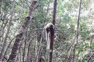 Gia Lai ghi nhận 460 loài động, thực vật quý hiếm