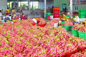 Hàng trăm tấn nông sản Lâm Đồng chưa được cấp chứng thư xuất khẩu