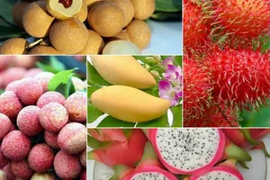 Đã giải quyết hồ sơ xuất khẩu trái cây, rau củ sang châu Âu
