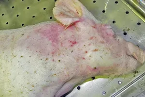 Dịch tả heo châu Phi lan rộng: Kiểm soát nguồn thịt heo về các chợ