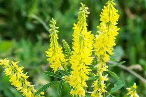 Giữ cho rau, trái tươi lâu hơn