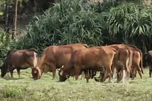 Người dân địa phương được khuyến cáo không thả gia súc khi dịch viêm da nổi cục xuất hiện