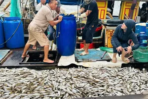 Ngư dân xứ Nghệ trúng đậm cá biển