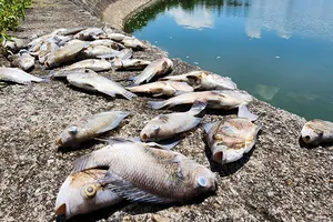 Cá chết ở lòng hồ điều hòa công viên trung tâm chủ yếu là loại cá rô phi và rô đồng 