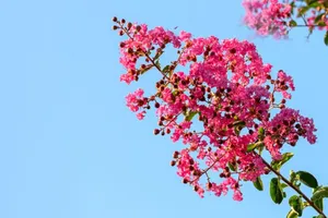 Nhớ màu đất đỏ ba-zan