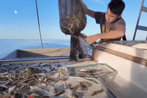 Người Việt đánh bắt tôm ở biển bang Louisiana