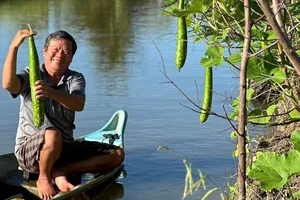 Giàn bầu quanh nhà xanh mướt nhờ bàn tay vun trồng của tía. Ảnh: ĐỖ TÌNH