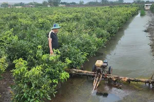 TPHCM: Làng mai vàng Bình Lợi thiệt hại nặng do ngập, ước tính hàng chục tỷ đồng