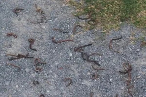 Quảng Trị: Kiểm tra hiện tượng giun bò lên khỏi mặt đất rồi chết khô hàng loạt