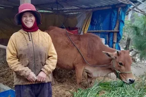 Trao sinh kế ở xã Kon Braih: Dân được cấp bò, nhận thêm bê