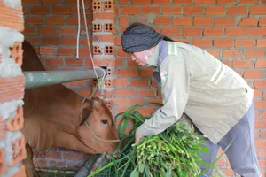 Bà Nguyễn Thị Thanh được hỗ trợ bò sinh sản