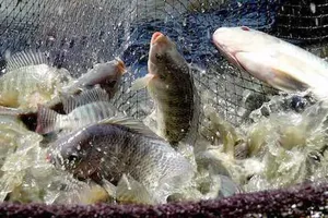 Việt Nam – Hoa Kỳ triển khai dự án 15,2 triệu USD phát triển cá rô phi