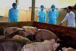  Dịch tả heo châu Phi tại Cà Mau và Vĩnh Long diễn biến phức tạp (ảnh minh họa)