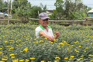 Làng hoa cúc Hà Đông rực rỡ, sẵn sàng phục vụ thị trường tết