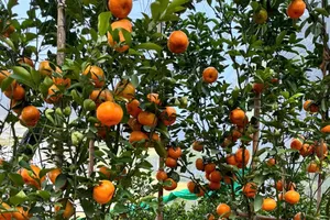 Giá cao, quýt hồng Lai Vung vẫn được khách hàng “săn mua”