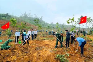 Trồng cây xanh tại xã Thiên Cầm, tỉnh Hà Tĩnh 