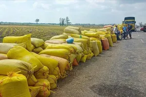 Thủ tướng Chính phủ yêu cầu xây dựng kế hoạch mua dự trữ gạo quốc gia phù hợp