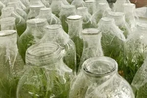 Gần 1.000 nguồn gene dược liệu đặc hữu, quý hiếm được lưu giữ