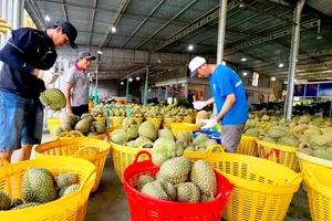 Một vựa thu mua sầu riêng tại huyện Cái Bè, tỉnh Tiền Giang. Ảnh: NGỌC PHÚC