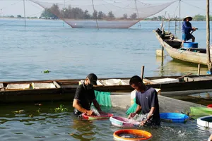Ngư dân tranh thủ đưa những rổ cá rò sống vào bờ bán cho thương lái
