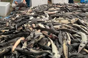 Mưa lũ cuốn trôi hàng chục tấn cá tầm
