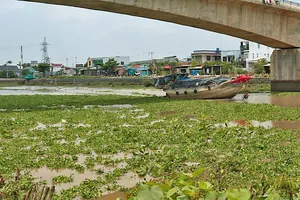 Lục bình ngày càng nhiều trên kênh Chợ Gạo, xã Chợ Gạo, tỉnh Đồng Tháp. Ảnh: NGỌC PHÚC