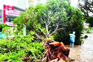 Nhiều cây xanh bật gốc tại Móng Cái (tỉnh Quảng Ninh) khi bão số 1 đi vào đất liền. Ảnh: CTV