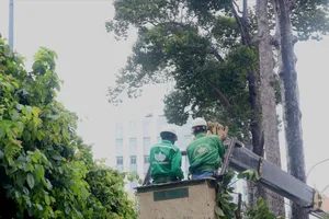 Cắt tỉa cành hàng ngàn cây cổ thụ ở TPHCM