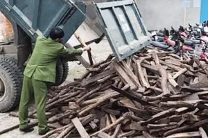 Xử lý dứt điểm việc khai thác  trái phép cây hương giáng 