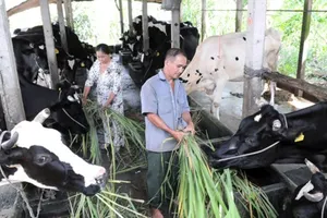 Một hộ nuôi bò sữa tại Củ Chi