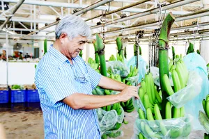ông Võ Quan Huy chăm chút lô chuối xuất khẩu sang Nhật Bản                       Ảnh: PHIÊU NHIÊN