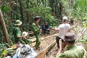 Cơ quan chức năng khám nghiệm hiện trường vụ phá rừng giáp ranh Lâm Đồng.