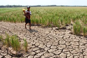 Phát hiện 23.000 hồ sơ hỗ trợ hạn mặn sai sót 