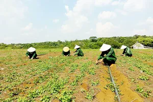 Vườn sâm dây của gia đình anh Hà Văn Đại (xã Đắk Long, huyện Kon Plông, tỉnh Kon Tum)