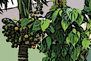 Giàn trầu mẹ chăm