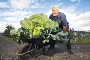 Cải bắp khổng lồ