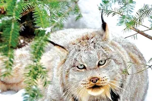 Động vật hoang dã Canada biến mất do biến đổi khí hậu