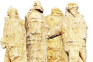 Điều bạn chưa biết về  Nhân sâm Hoa Kỳ