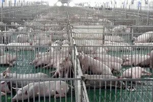 Nhiều doanh nghiệp  đổ vốn vào  nông nghiệp công nghệ cao