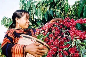 Kim ngạch xuất khẩu cà phê Đắk Lắk tăng 88 triệu USD