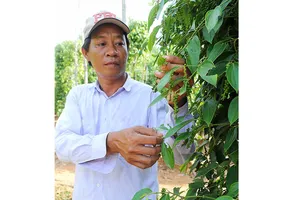 Tăng cường định vị  thương hiệu thực phẩm Việt