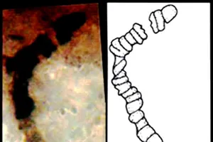 Sự sống xuất hiện cách đây 3,5 tỷ năm