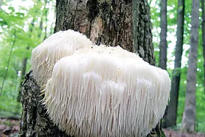 Nấm đầu khỉ Hericium:   Hướng đi mới cho việc cải thiện chất lượng trí não